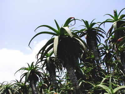 �A���G��