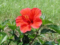 �n�C�r�X�J�X