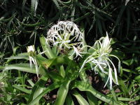 ���[�̏����ȉԉ�