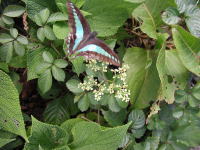 �A�I�X�W�A�Q�n