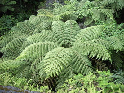 �w�S�̖���